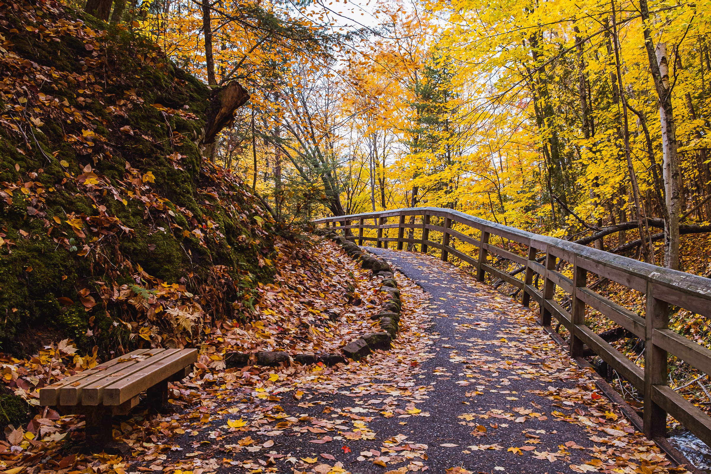 Forest Path